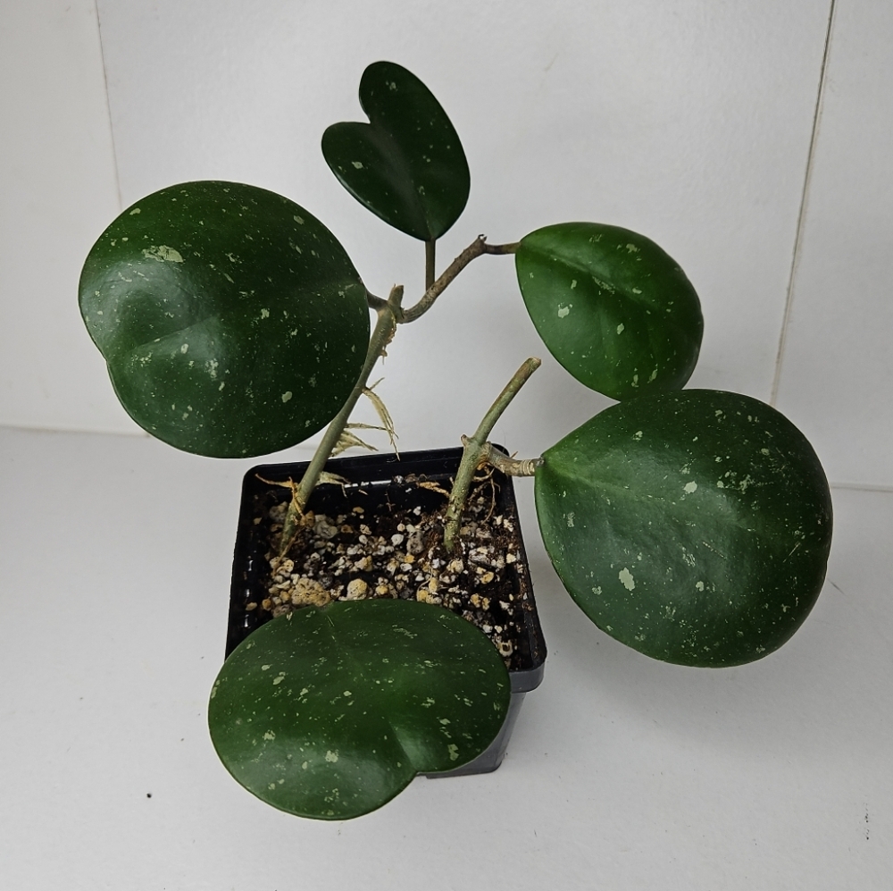 Hoya Obovata - Picture 2 of 10